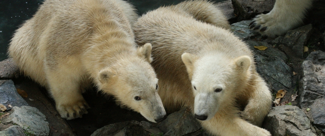 Polar Bears Live