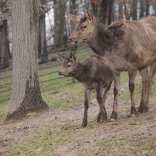 Altai-Maral