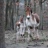 Kiang východní