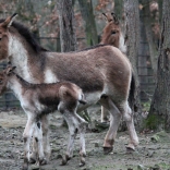 Kiang východní