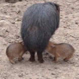 White-lipped Peccary