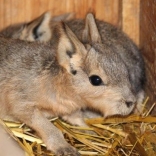 Patagonian Mara