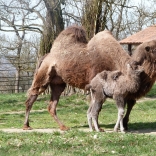 Bactrian Camel