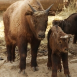 Mishmi-Takin