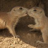  Black-tailed Prairie Dog