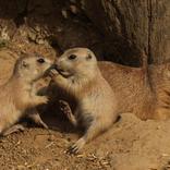  Black-tailed Prairie Dog