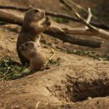  Black-tailed Prairie Dog