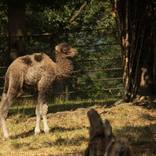 Bactrian Camel