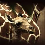 Reticulated Giraffe