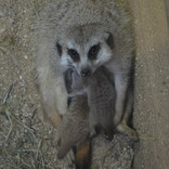 Meerkat