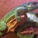 Anolis rytířský