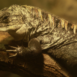 Utila Spiny-tailed Iguana