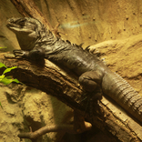 Utila Spiny-tailed Iguana