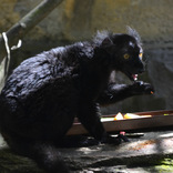 Lemur tmavý