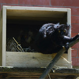 Black Lemur