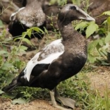 Common Eider