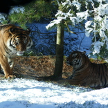 Expozice tygrů sumaterských spojena