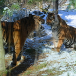 Expozice tygrů sumaterských spojena