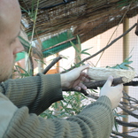V Zoo Brno budou ptáci hnízdit v košících vyrobených odsouzenými