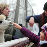 New Year Feeding of Animals 1. 1. 2017