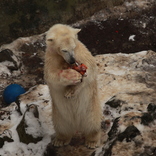 Christmas Eve Feeding of Animals 24. 12. 2016