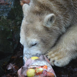 Birthday of Polar Bears 19. 11. 2016