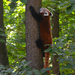 Opening of the New Exhibit for Red Pandas 6. 6. 2015