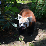 Opening of the New Exhibit for Red Pandas 6. 6. 2015