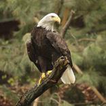 Opening of the New Aviary for Bald Eagles 5. 7. 2014