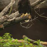 Opening of the New Aviary for Bald Eagles 5. 7. 2014