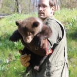 Vaccination of Young Bears 26.4.2012