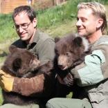 Vaccination of Young Bears 26.4.2012