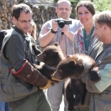 Vaccination of Young Bears 26.4.2012