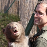 Vaccination of Young Bears 26.4.2012