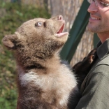 Vaccination of Young Bears 26.4.2012