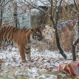 Tiger Christmas 21.12.2011