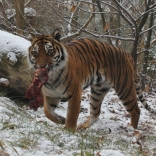 Tiger Christmas 21.12.2011