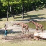 Christening of Giraffe Babies 07.05.2011