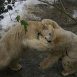 Birthday of Polar Bears 23.11.2008