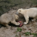 Christening of Polar Bears 24.05.2008