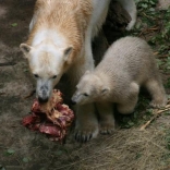 Christening of Polar Bears 24.05.2008