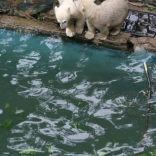 Christening of Polar Bears 24.05.2008