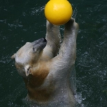 Christening of Polar Bears 24.05.2008