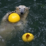 Christening of Polar Bears 24.05.2008