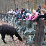 Christmas Eve Feeding of Animals 24.12.2007