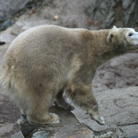 Polar Bears 25. - 27. 2. 2017