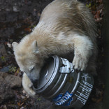 Birthday of Polar Bears 19. 11. 2016