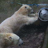 Birthday of Polar Bears 19. 11. 2016