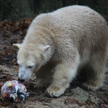 Birthday of Polar Bears 19. 11. 2016