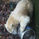 Birthday of Polar Bears 19. 11. 2016